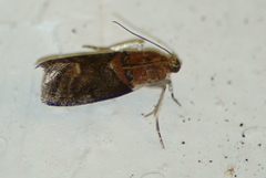 Acrobasis palliolella