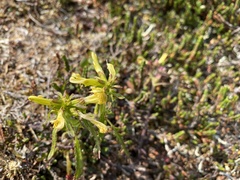 Pedicularis labradorica sulphurea