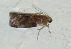 Acrobasis palliolella