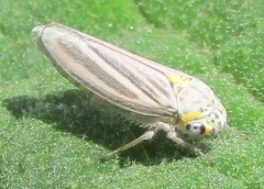 Graphocephala nigrifascia