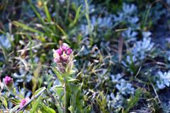 Castilleja lassenensis
