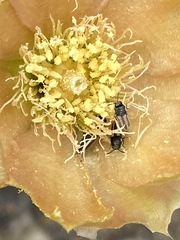 Acmaeodera quadrivittata