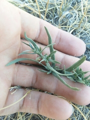 Lithospermum incisum