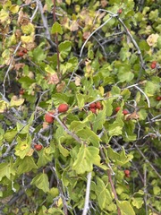 Rhus aromatica simplicifolia