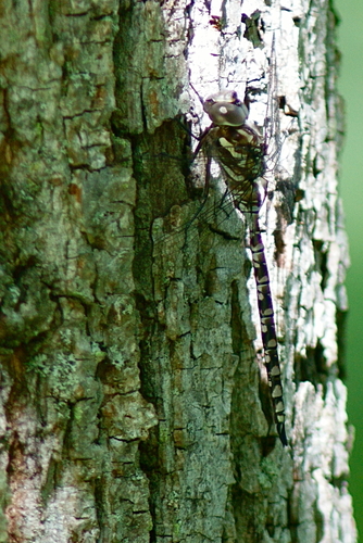 Green-striped Darner photo 3