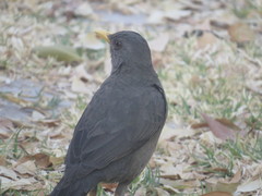 Turdus chiguanco