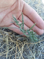 Lithospermum incisum