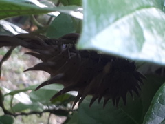 Troides helena cerberus