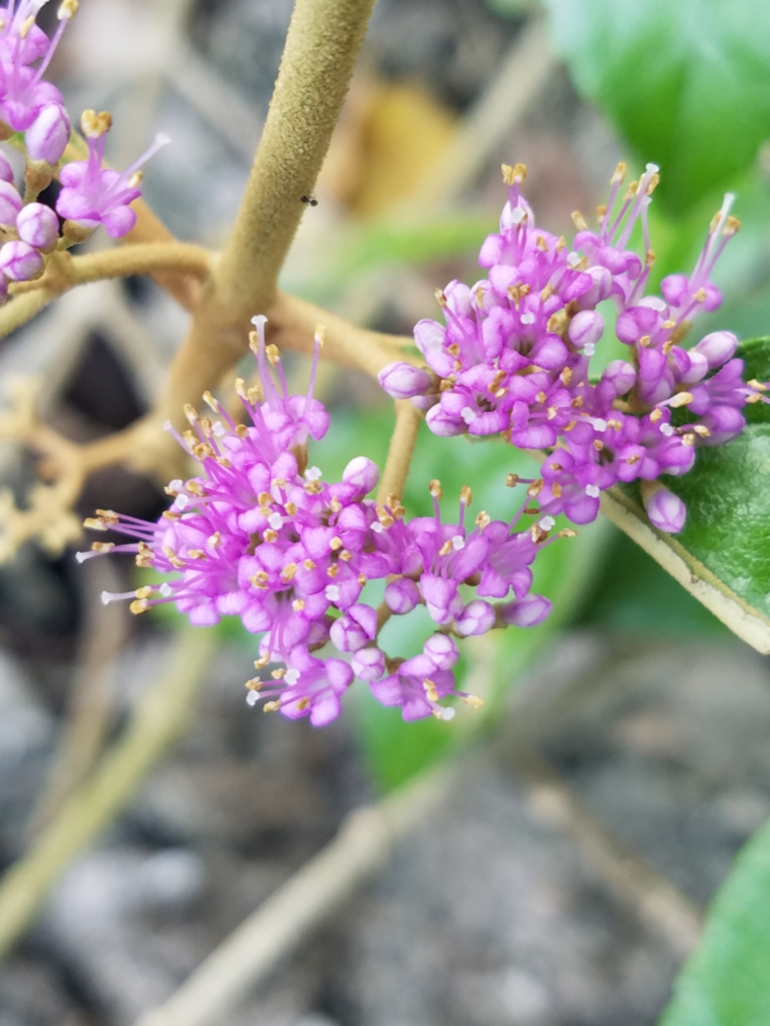 Callicarpa candicans