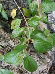 Callicarpa candicans
