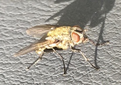 Polleniidae