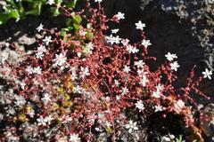 Micranthes bryophora