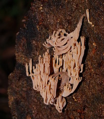 Artomyces austropiperatus