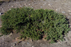 Berberis empetrifolia