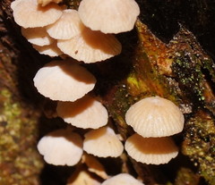 Marasmiellus affixus