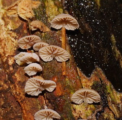 Marasmiellus affixus