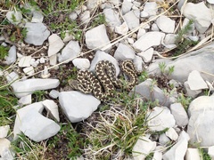 Vipera ursinii
