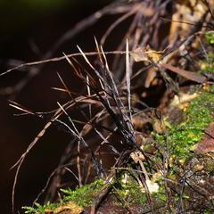 Xylaria filiformis