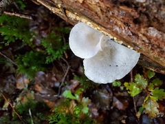 Gloeoporus phlebophorus