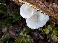 Gloeoporus phlebophorus