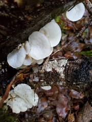 Gloeoporus phlebophorus