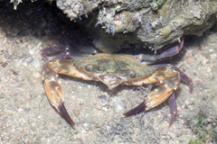 Charybdis hellerii