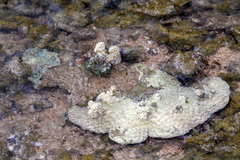 Duncanopsammia peltata