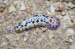 Hypselodoris maritima