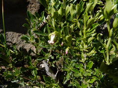 Escallonia alpina