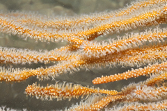 Echinogorgia
