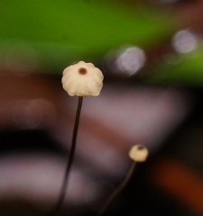 Marasmius crinis-equi