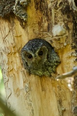 Psiloscops flammeolus