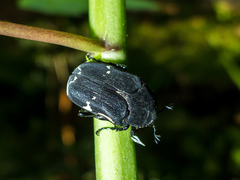 Amithao marginicollis