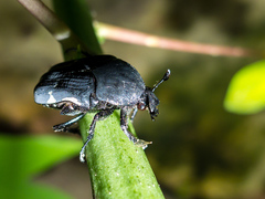 Amithao marginicollis