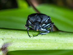 Amithao marginicollis