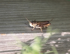 Gomphocerus sibiricus