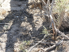 Aspidoscelis marmoratus