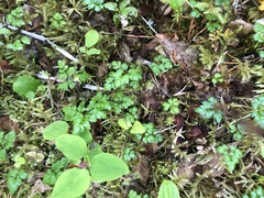 Coptis aspleniifolia