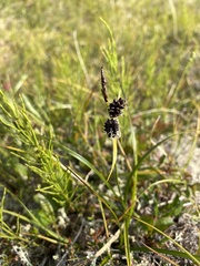 Carex membranacea
