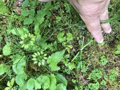Coptis aspleniifolia