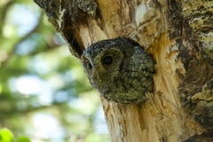 Psiloscops flammeolus