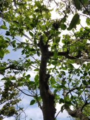 Dendrocnide latifolia