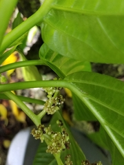 Dendrocnide latifolia