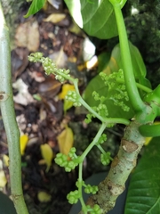 Dendrocnide latifolia
