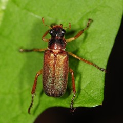 Dichelonyx subvittata