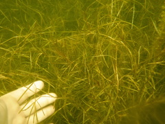 Potamogeton pusillus pusillus