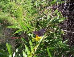 Chlosyne janais marianna