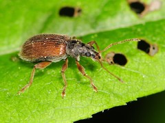 Phyllobius oblongus