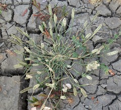 Sporobolus alopecuroides