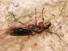 Bibio articulatus
